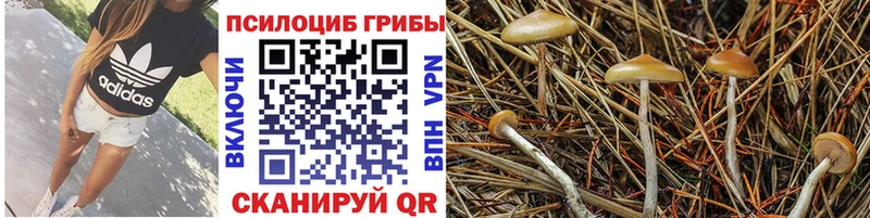 Псилоцибиновые грибы прущие грибы  это наркотические препараты  Обь 